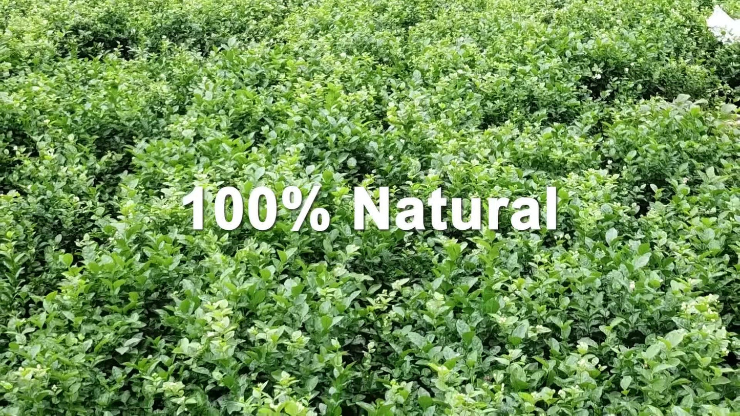 GOARTEA 30Pcs*8g Premium Jasmine Tea Jasmine Dragon Pearl Tea Jasmine Green Tea-