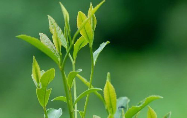 250g Top Grade 100% JASMINE DRAGON PEARLS TEA Natural Jasmine Flower Green Tea