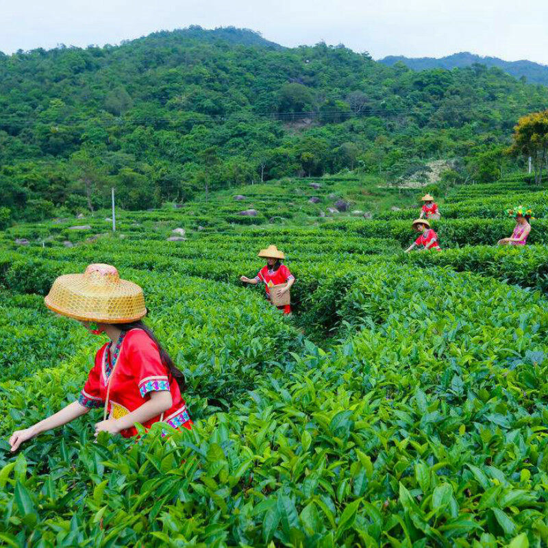 Traditional Craft Tea Ripe Puer Brick Tea 50g Yunnan Old Chinese Puer Black Tea