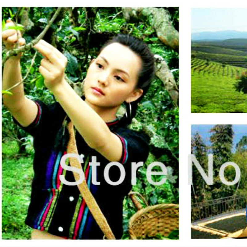 Premium Puer cha Tea Cake Ecological Alpine Old Tree Sheng Puerh Tea Yunnan 357g