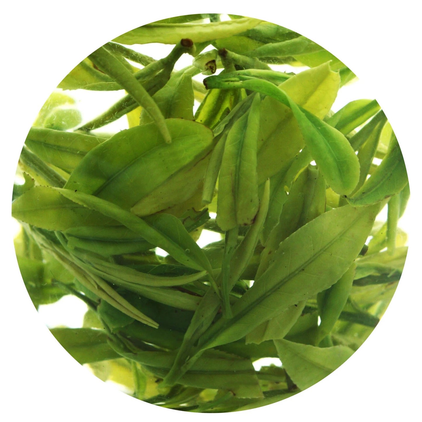Supreme Spring Anji Bai Cha Long Jing White Dragon Well GREEN TEA Loose