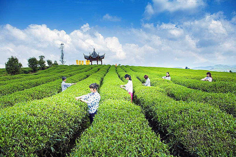 Wholesale 20 Years Old Yunnan Puer Tea 250g Premium Chinese Pu Er Tea Puerh Tea