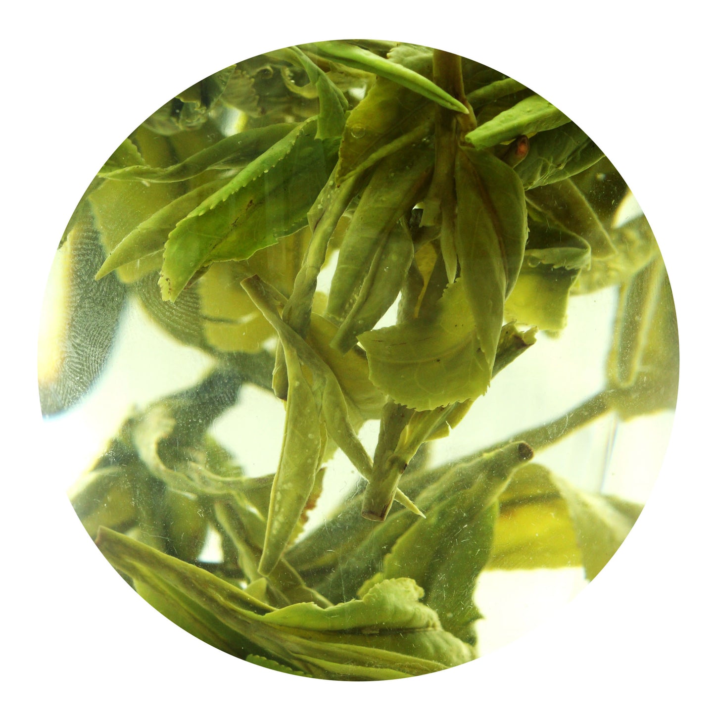 GOARTEA  Supreme Xihu Longjing Dragon Well Spring Green Tea Green Tea Loose-