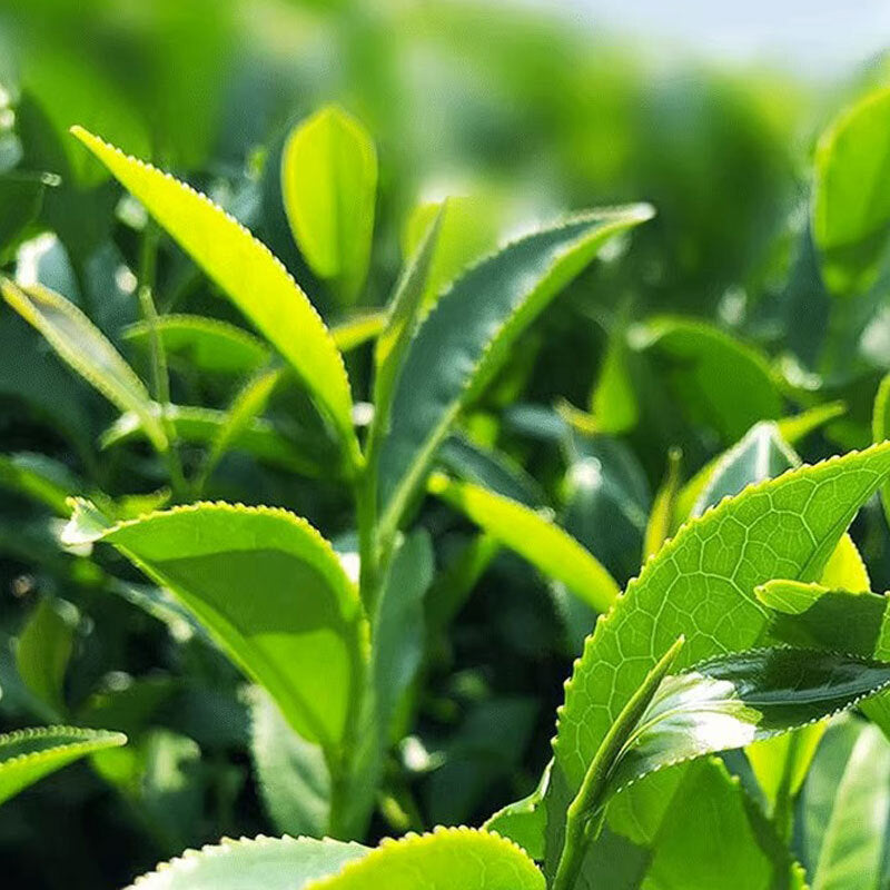 Taiwan Aligaoshan Jinxuan Tea Fragrant Taiwan Oolong Tea Top quality oolong tea