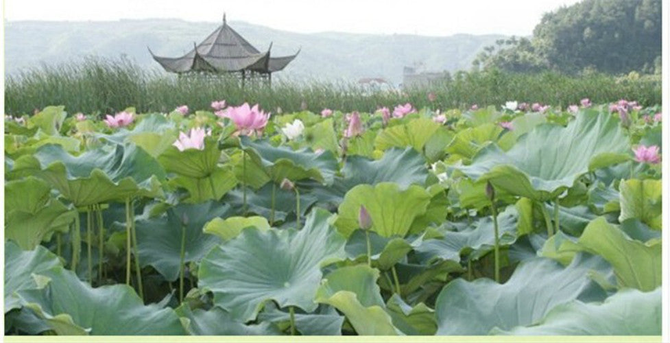 20g Dried Loose Lotus Leaf Tea Herb Traditional Slimming Tea Lose Fat Herbal Tea