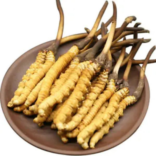 10-15 Pieces Wild 5 Grams Cordyceps Sinensis From High Himalaya