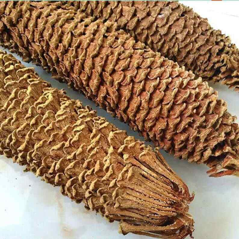 Dried Cycas Revoluta, Sago Palm Flower, Fruticose Dracaena Flower, Tie Shu Hua