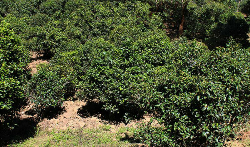 Spring Green Tea West lake Organic Longjing Tea Long Jing Tea Chinese Tea