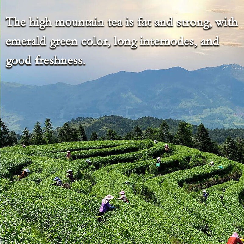 Milk Oolong Tea Oolong Milk Tea Jinxuan Oolong Tea Milk Fragrance Oolong Tea