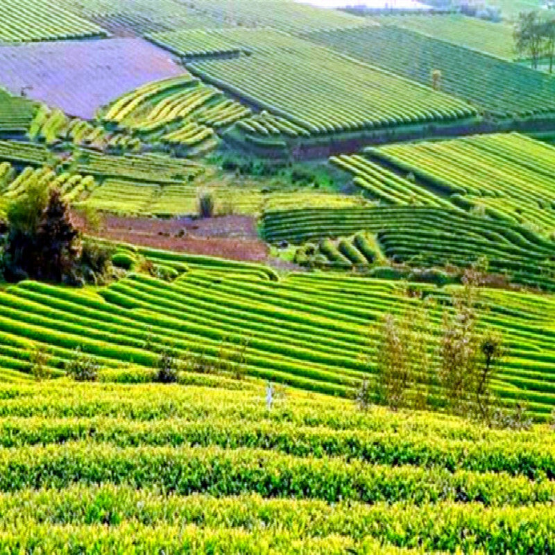 Dragon Well Green Tea New Spring Organic Tea Chinese Longjing Green Tea 500g