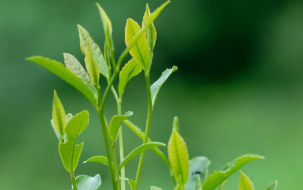 Spring Green Tea West lake Organic Longjing Tea Long Jing Tea Chinese Tea