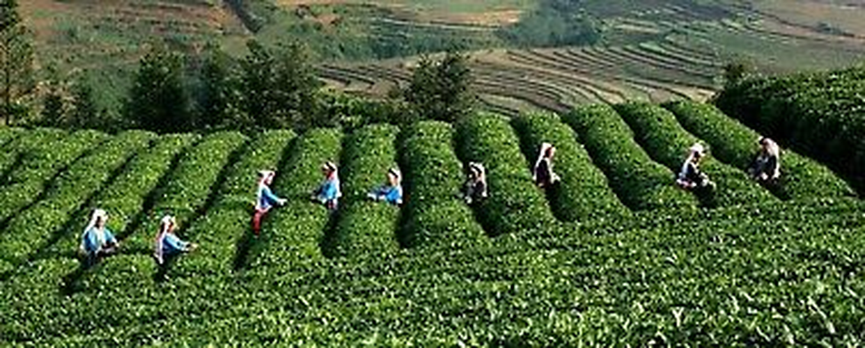 China Oolong Tea Taiwan High Mountains JinXuan Frangrant GreenTea Tieguanyin Tea