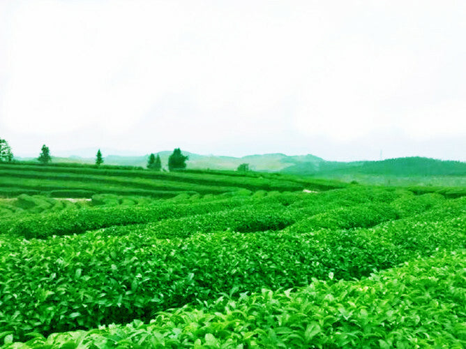 Loose Leaf Green Tea Natural Organic Sencha Green Tea Sencha Health Tea