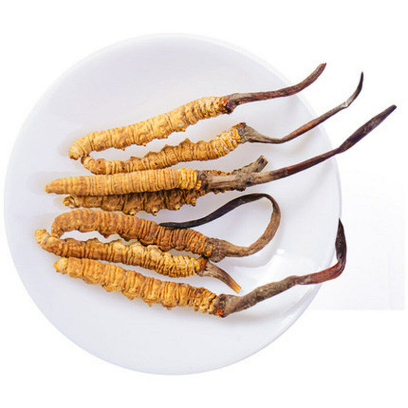 10-15 Pieces Wild 5 Grams Cordyceps Sinensis From High Himalaya