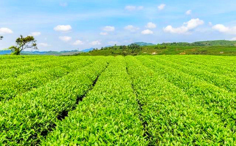 200g Green Tea Fengqing Ancient Tree Black Tea Yunnan Dian Hong Black Tea Cake