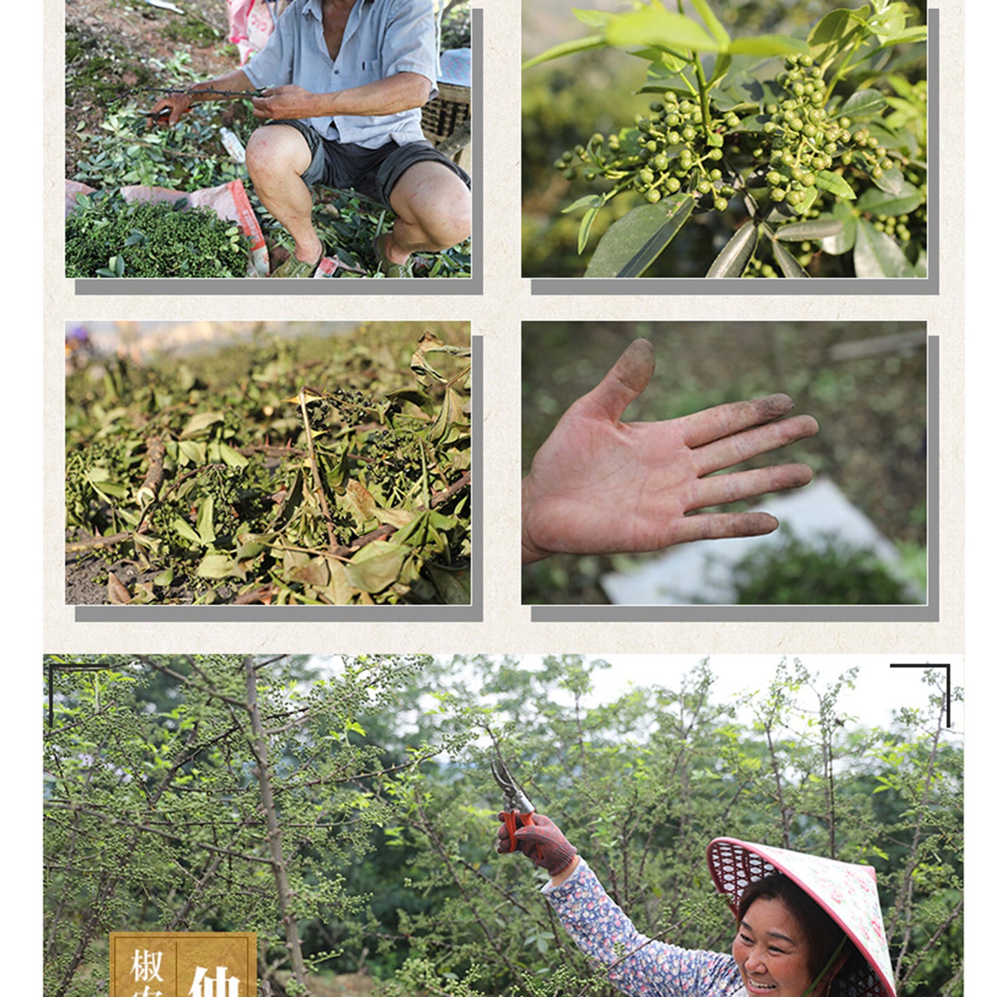 250g Organic Sichuan Green Pepper Huajiao Health Herbs for Cooking Dried Pepper