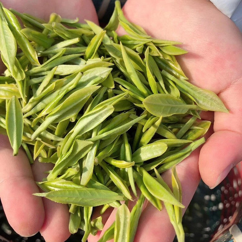 Zhejiang Anji White Tea Baicha Baipian Slice Tea Spring Chinese GREEN TEA