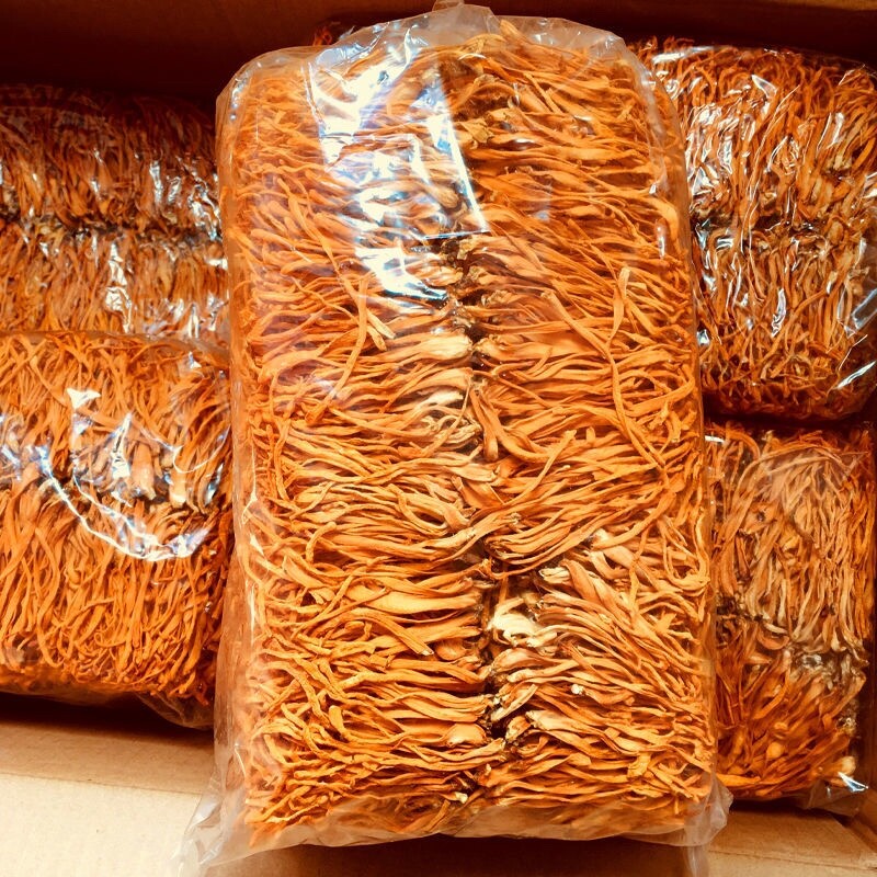 Cordyceps Militaris Mushroom Dried Organic Premium Herbal Fungus 500g
