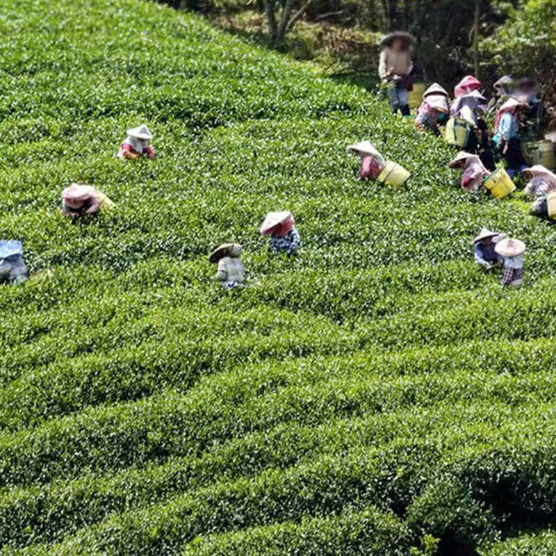 Milk Oolong Tea Loose Leaf Taiwan Tea Jin Xuan Milk Oolong Milky Aroma Tea 250g