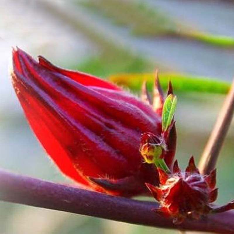 Dried Hibiscus Flowers Roselle Tea Hibiscus Flower Tea Herbal Tea 2.12oz/60g
