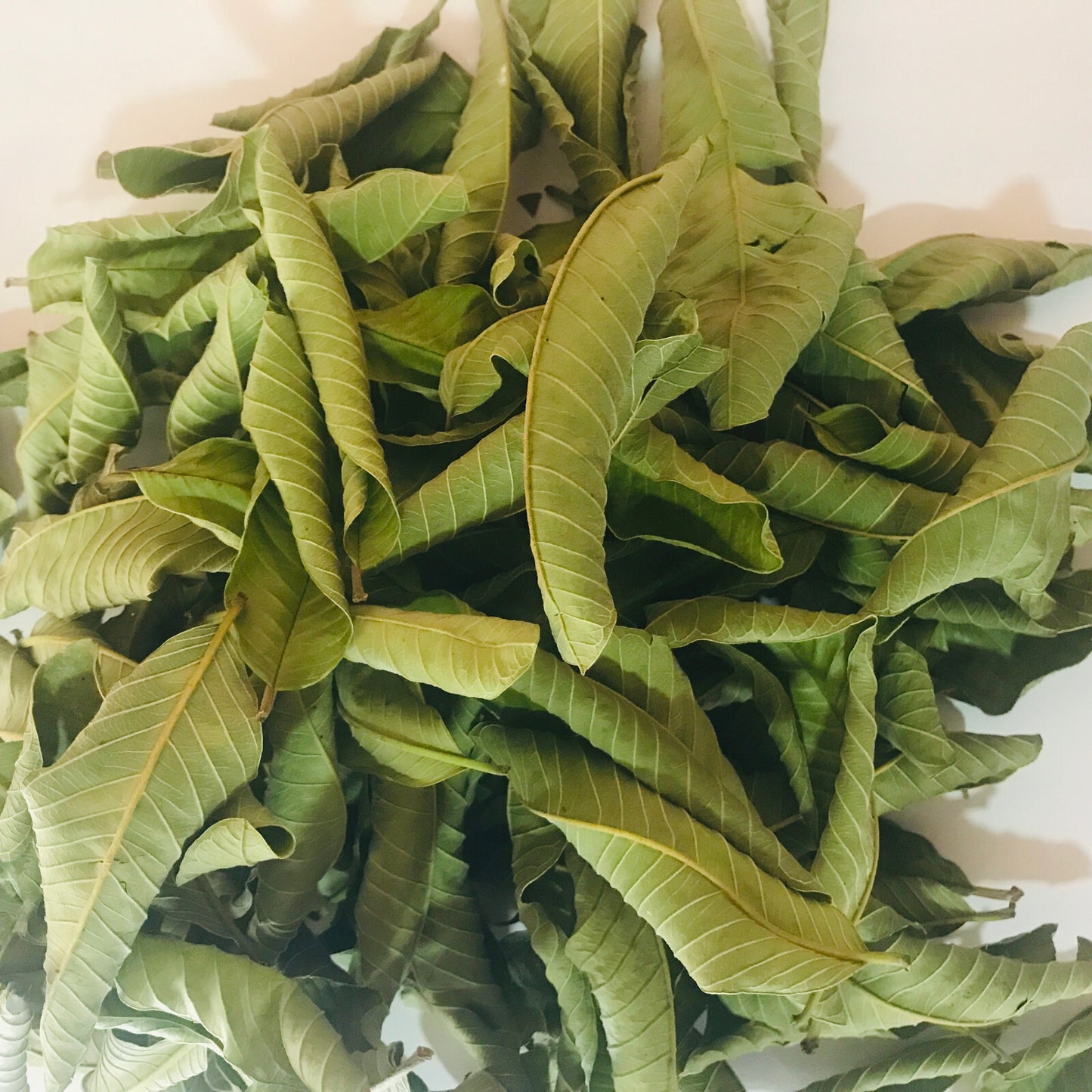 Guayaba Leaf 50 g-500 g Premium Dried Guava Leaves Hojas De