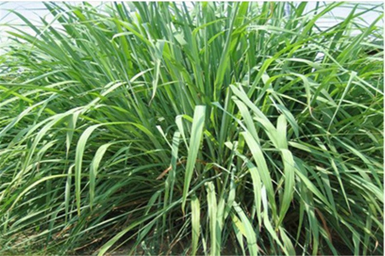 50g Lemongrass Tea Dried Flower Tea Lemon Grass Tea Herbal Gift Flower Tea Food