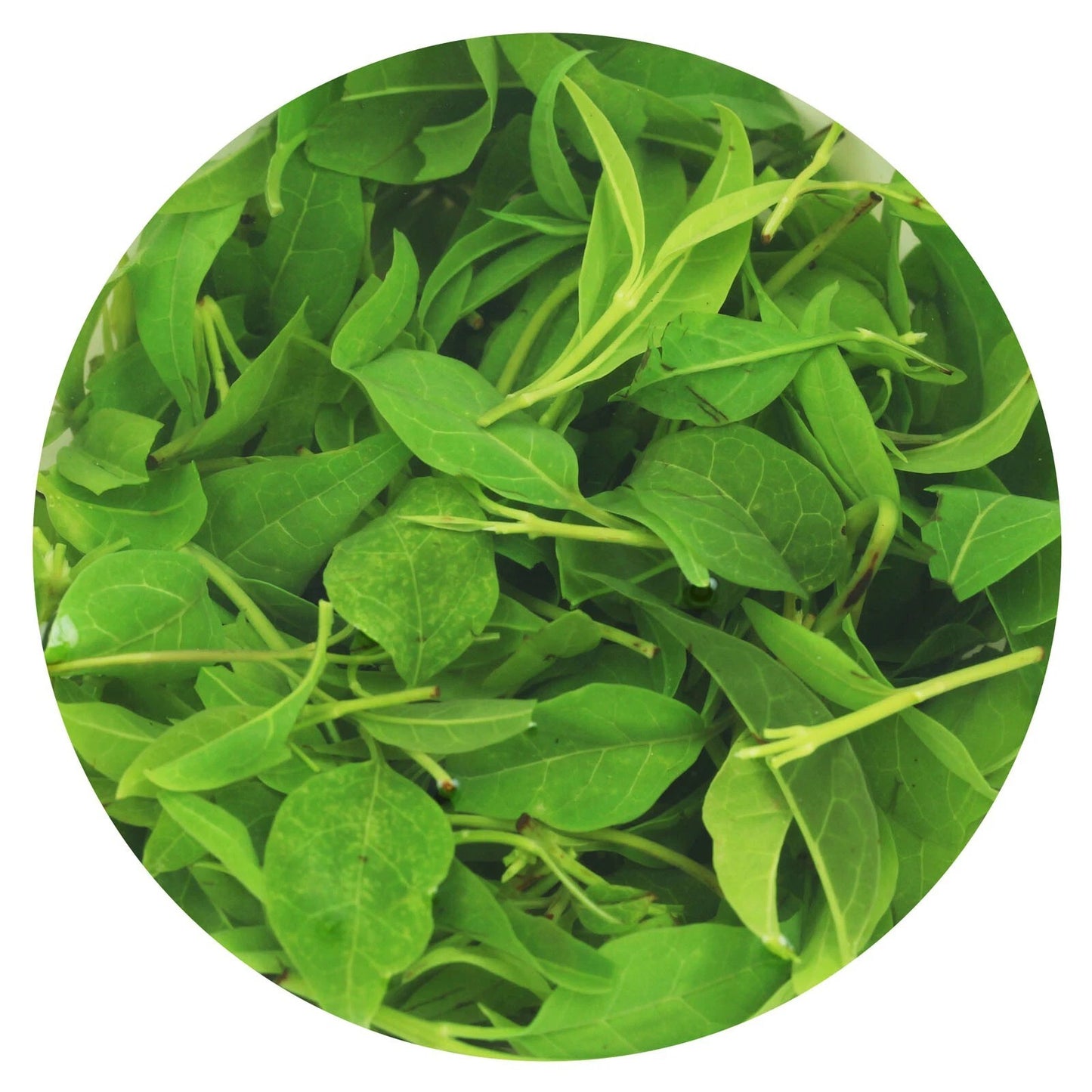 Supreme Kuding Bitter Herbal Green Tea Qingshan Lushui Loose Small-leaf