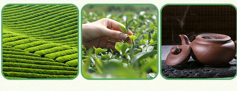 New Tea Shandong Rizhao Green Tea Rizhao Jufeng Buluo Green Tea 500g/1.1lb